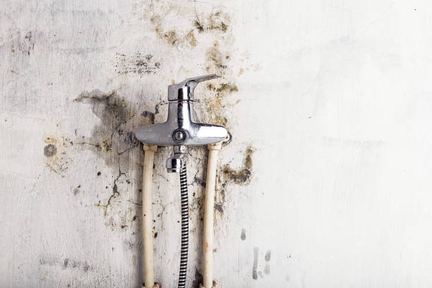 Best Mold Removal Company Near Me  in Tinton Falls, NJ