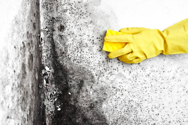 Best Certified Mold Removal  in Tinton Falls, NJ