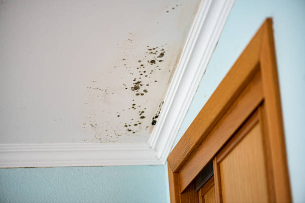 Best Commercial Mold Removal  in Tinton Falls, NJ