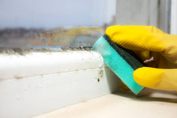 Best Fast Mold Removal  in Tinton Falls, NJ