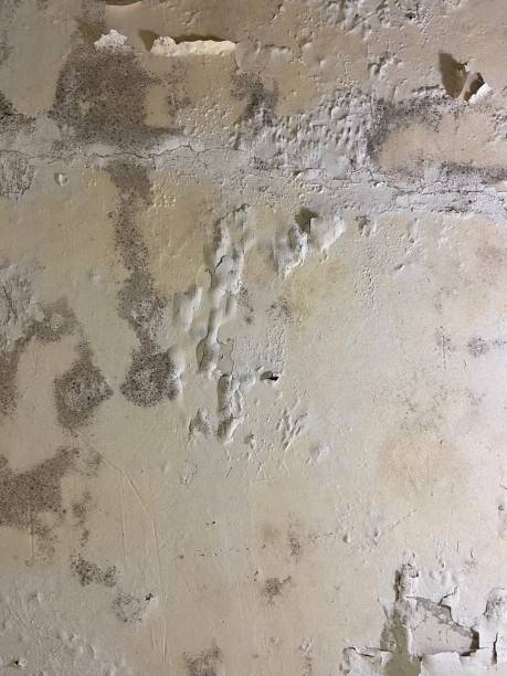 Best Same-Day Mold Removal  in Tinton Falls, NJ