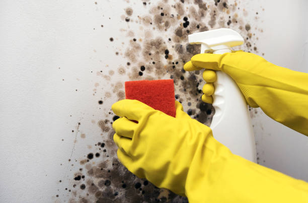 Best Affordable Mold Removal  in Tinton Falls, NJ
