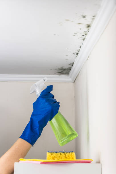 Best Mold Remediation Services  in Tinton Falls, NJ